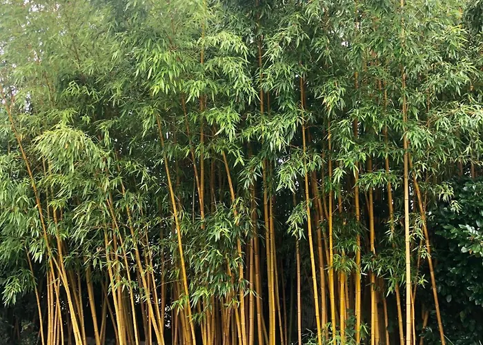 לינה וארוחת בוקר Le Clos De La Hourserie 4*